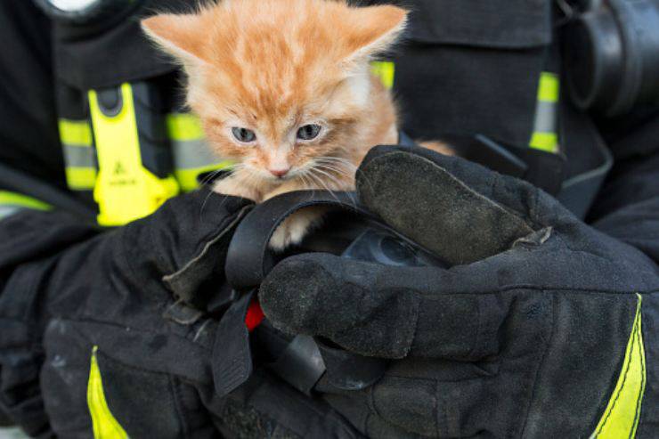 gatto salvato 100 ore turchia