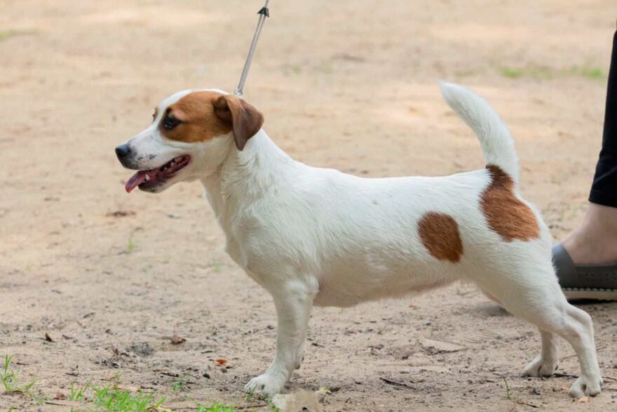 jack russell al guinzaglio