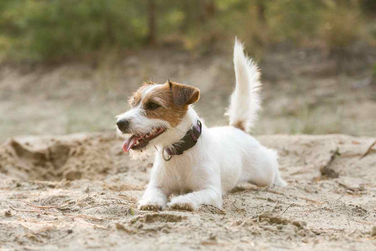 jack russell
