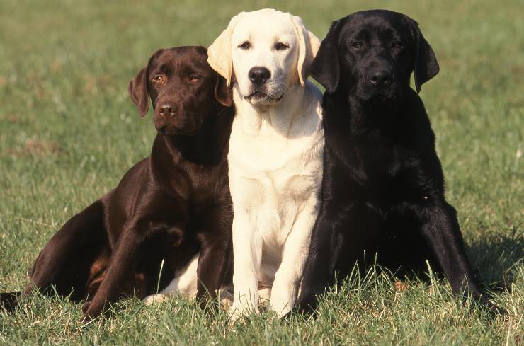 curiosità sul labrador