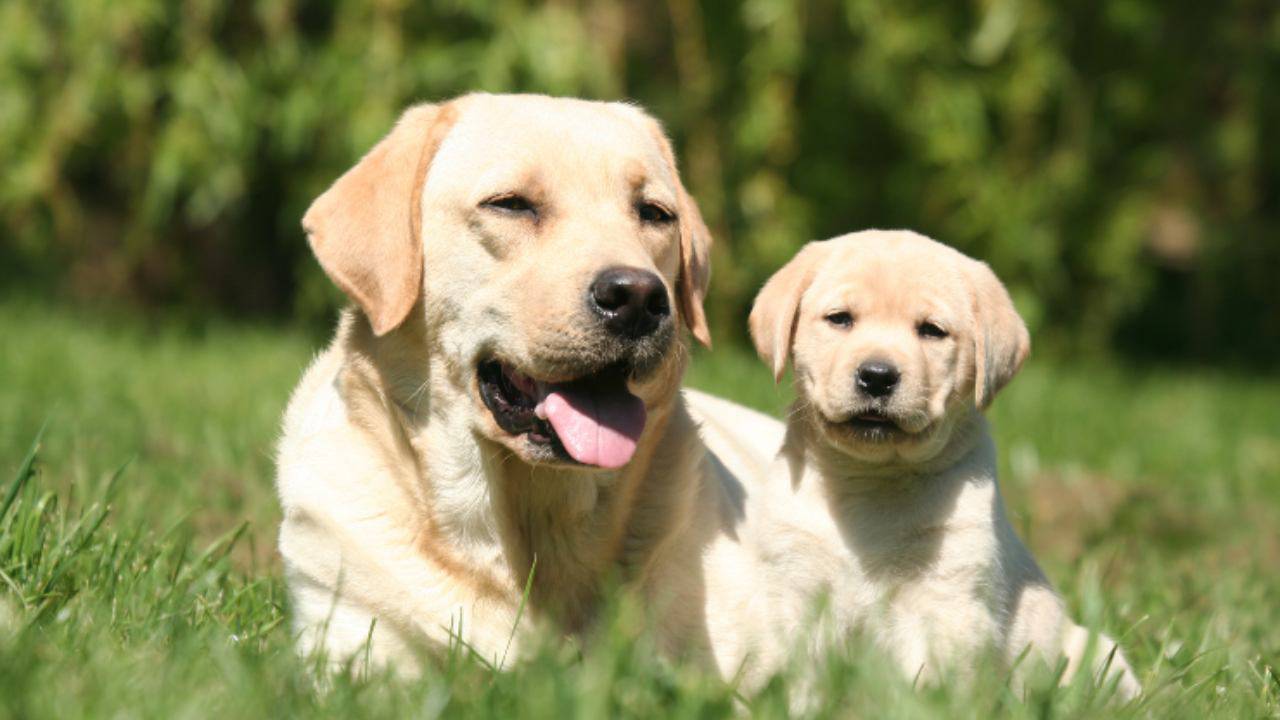 Curiosita Sul Labrador Le Cose Da Sapere Su Questa Razza