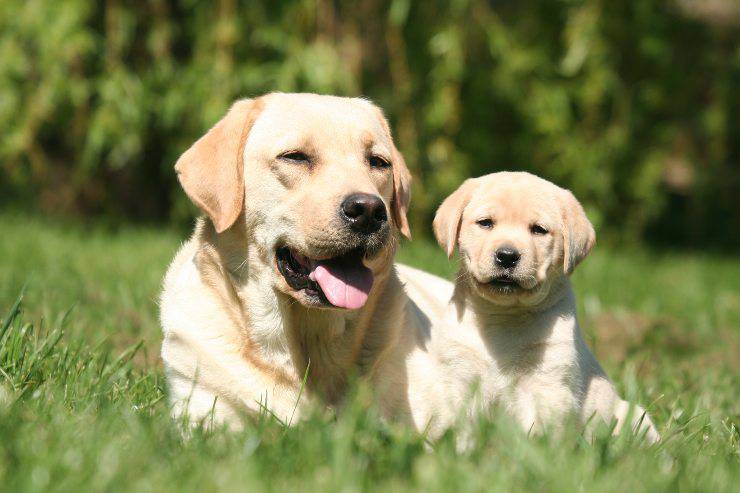 labrador e cucciolo