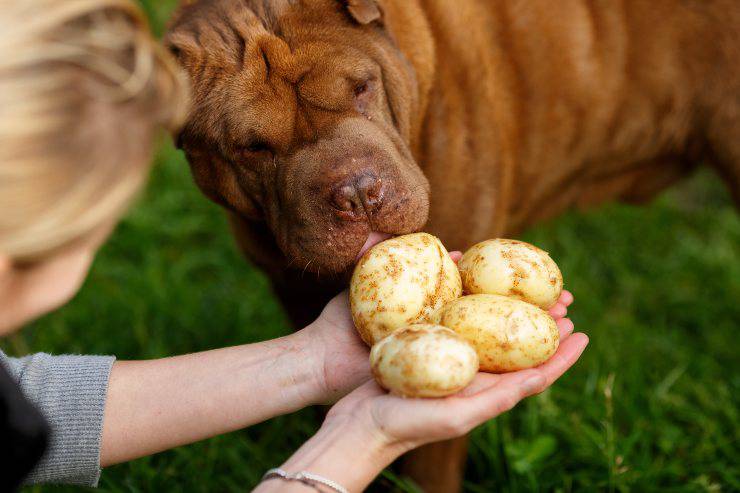 patate al cane