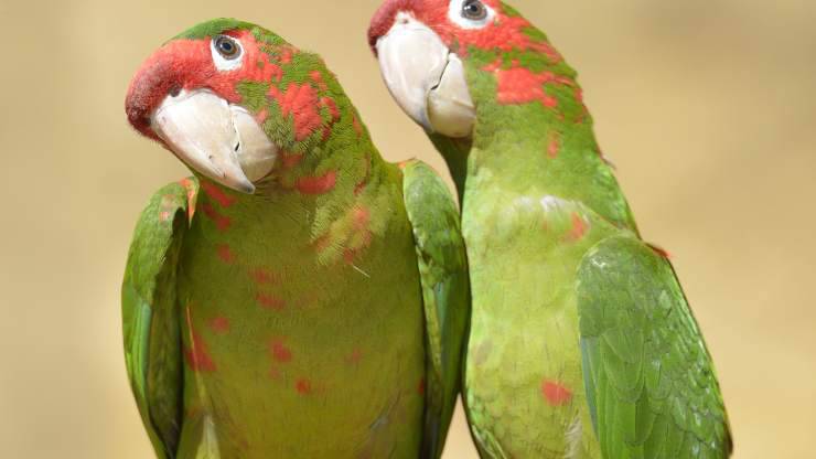 macchie rosse sulle piume del pappagallo