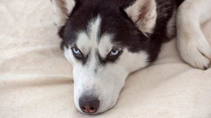 malattie comuni del Siberian husky 