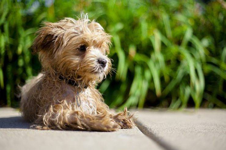 Maltipoo cane incrocio