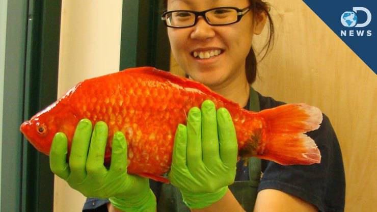 pesce rosso gigante del lago Tahoe