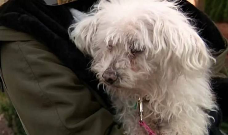 cagnolina cieca e sorda scomparsa