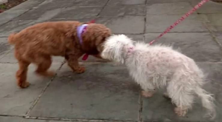 cagnolina sorda cieca scomparsa