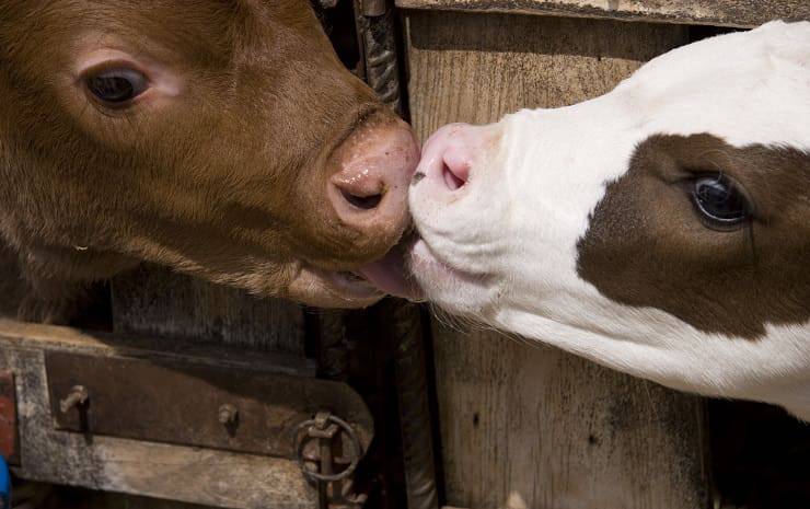 bacio due mucche
