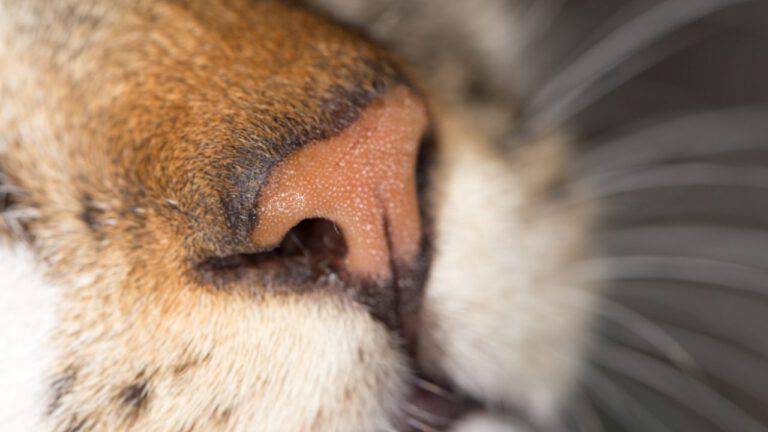 Come Si Dice Il Gatto Nel Carbone