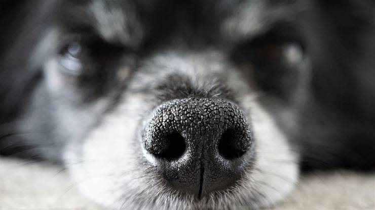 cani anti covid coronavirus olfatto naso cane
