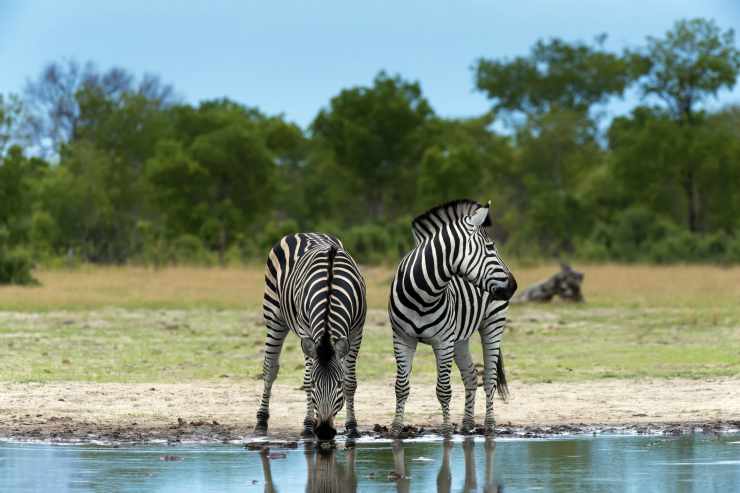 Le zebre nel test della personalità che svela il vostro vero modo di essere