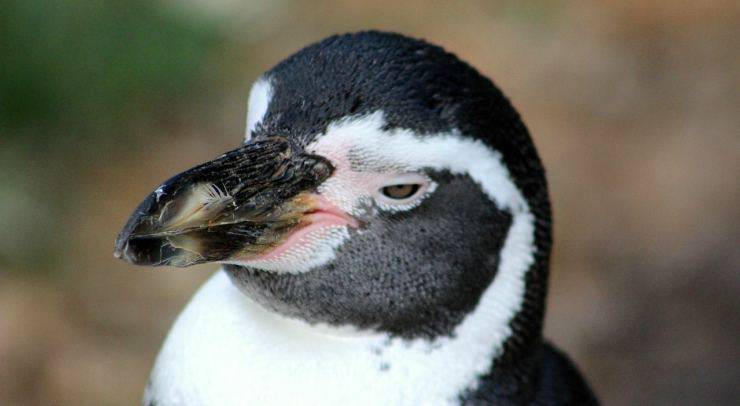 Un pinguino in primo piano (Foto Pixabay)