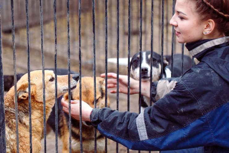 accudire un cane dal canile