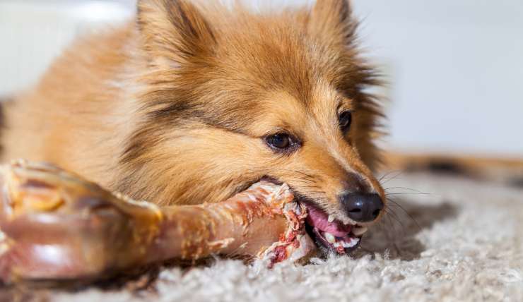 perché i cani mangiano il cibo sul tappeto
