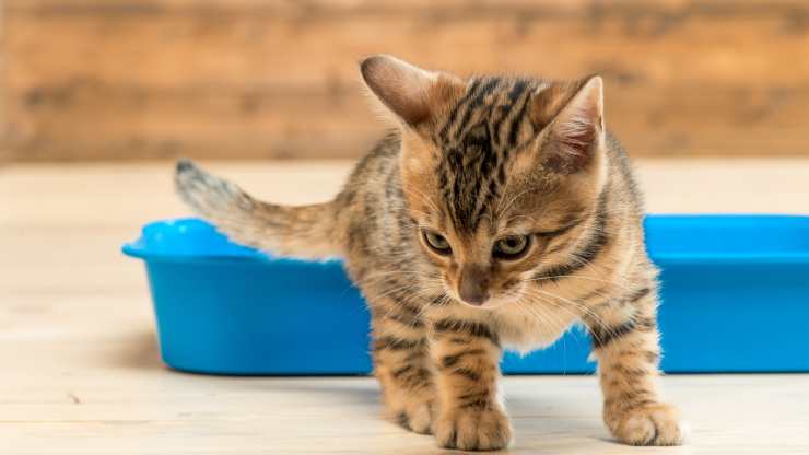 perché il gatto non copre le feci