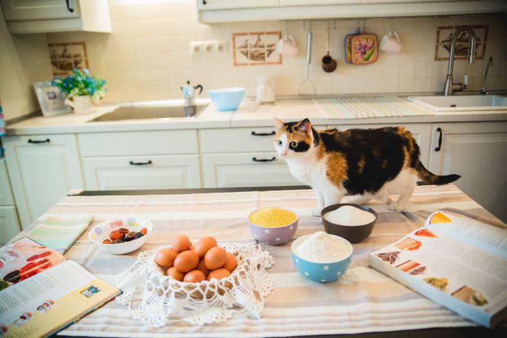 il gatto e le proteine