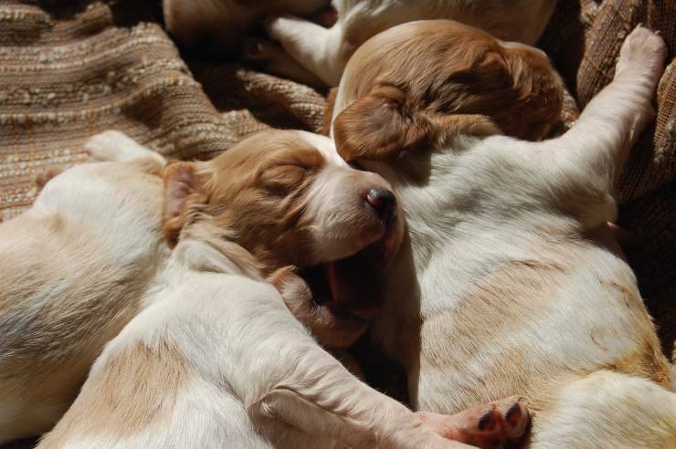 Cuccioli di cane