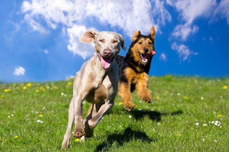 razze di cani meno ubbidienti