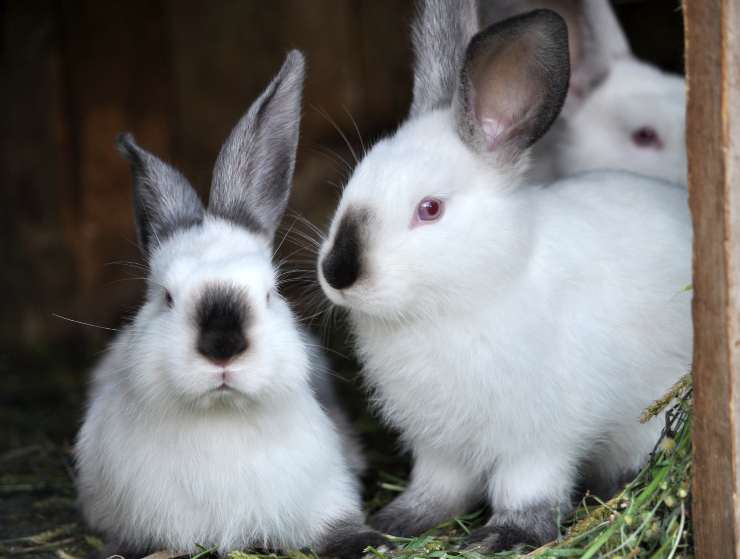 Razze di coniglio per bambini