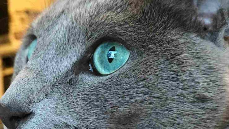 blu di russia gatto razze silenziosi miagolano poco