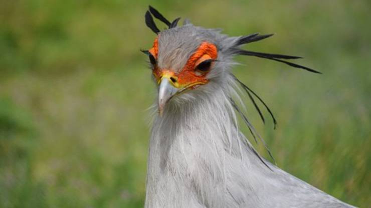 serpentario uccello animali metodi caccia bizzarri