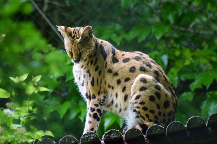 gatto serval felino selvatico