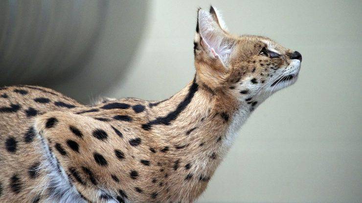 gatto serval felino selvatico