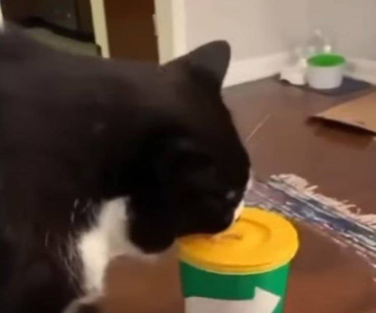 gatto sfida bottiglia