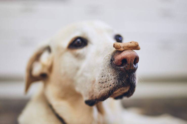 snack per cani