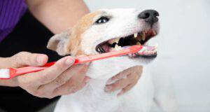Come togliere il tartaro dai denti del cane (Foto Adobe Stock)