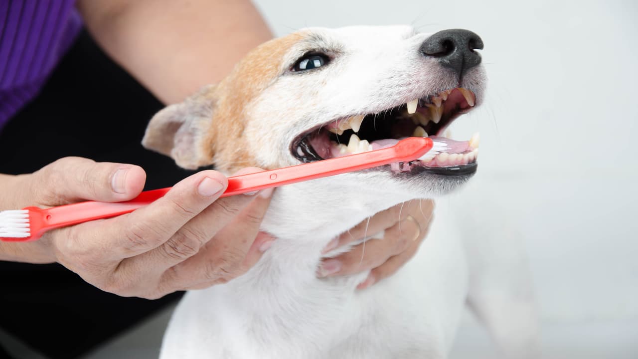 Come togliere il tartaro dai denti del cane (Foto Adobe Stock)