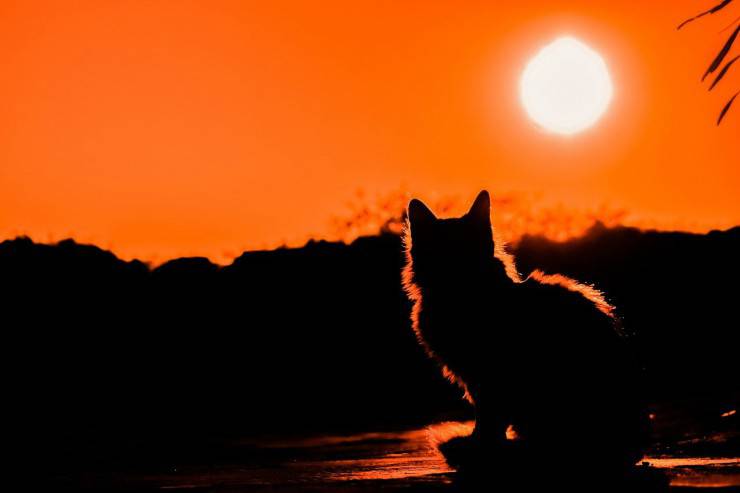 Gatto al tramonto (Foto Pixabay)