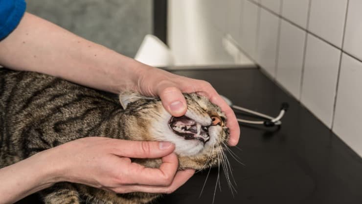 Ulcere alla bocca nel gatto (Foto Adobe Stock)