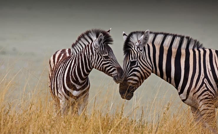 zebra mamma figlio giornata della gentilezza