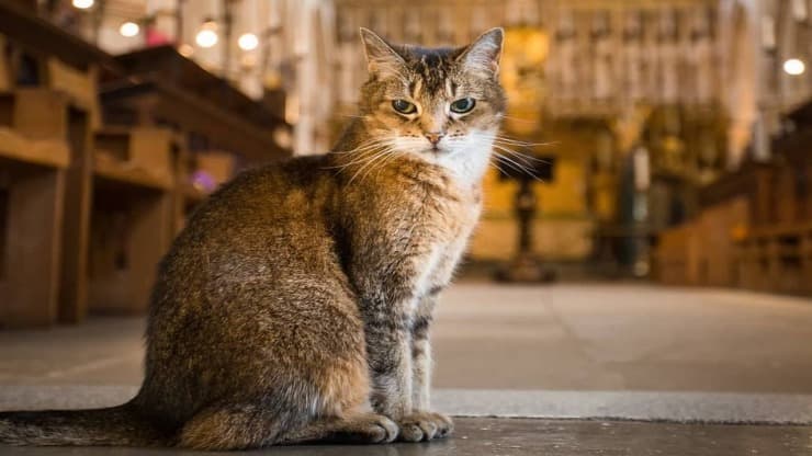 Prete celebra funerale gatto