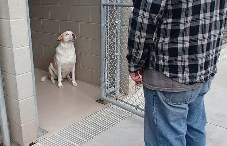 cane ritrova proprietario tre anni 