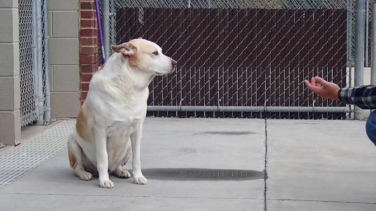 cane rivede padrone tre anni