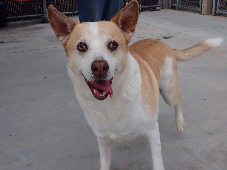 cagnolino rivede padrone tre anni