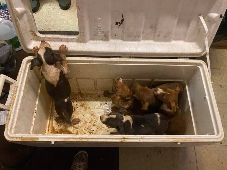 cagnolini abbandonati cella frigorifera