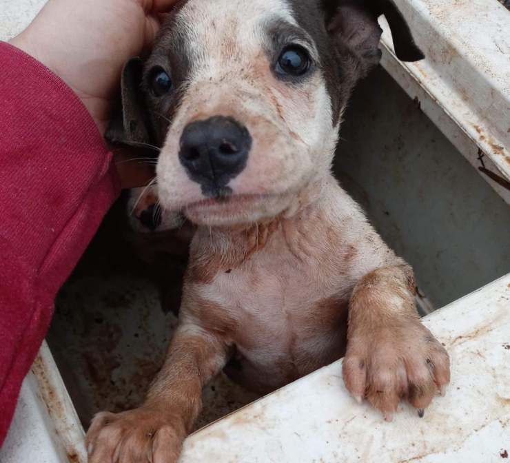 cagnolini abbandonati cella frigorifera