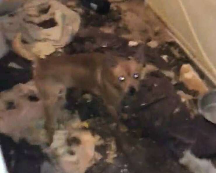 Cani recuperati da una struttura sporca e fatiscente