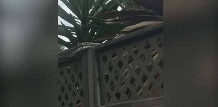 Serpente segrega in casa un gatto terrorizzato