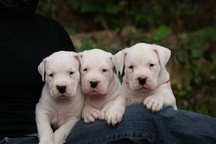 dogo argentino cucciolo cuccioli