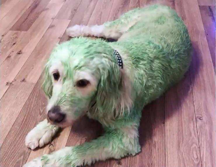 cane tinto verde scherzo natale