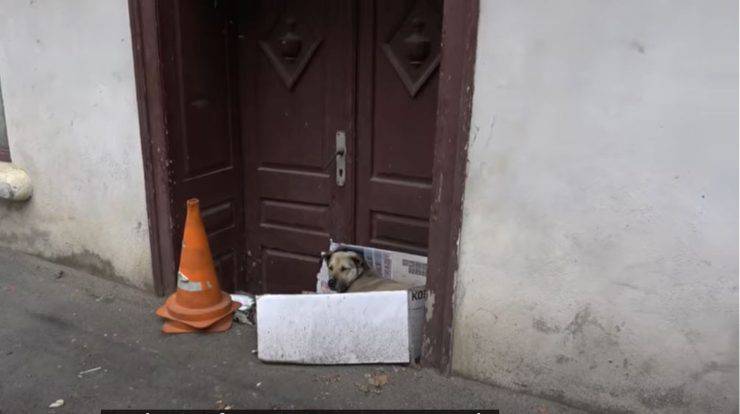 cagnolina randagia scatolo cartone