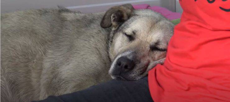 cagnolina randagia salvata turista