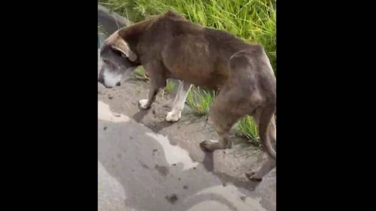 cane anziano trovato strada 