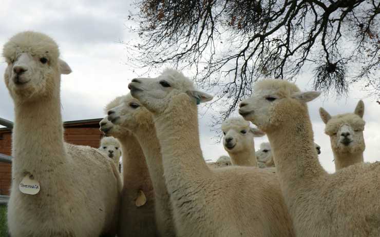 Un gruppo di alpaca (Foto Facebook)